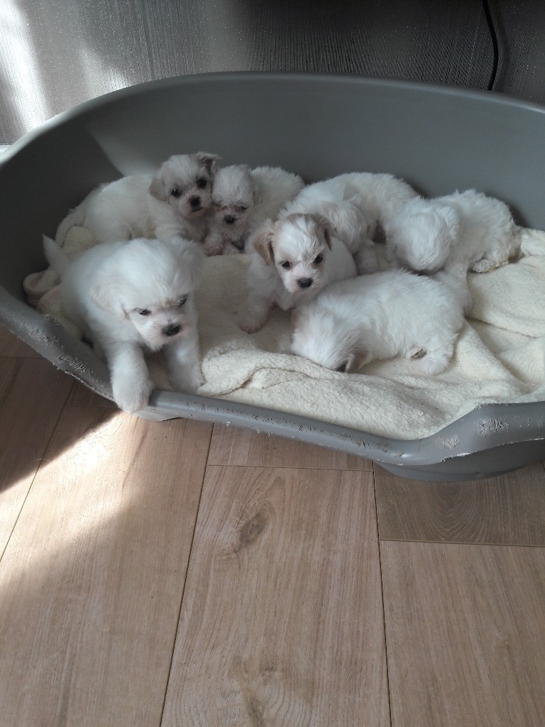 shichon puppies for sale gumtree